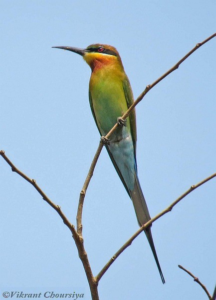 Blue-tailed Bee-eater - ML378444371