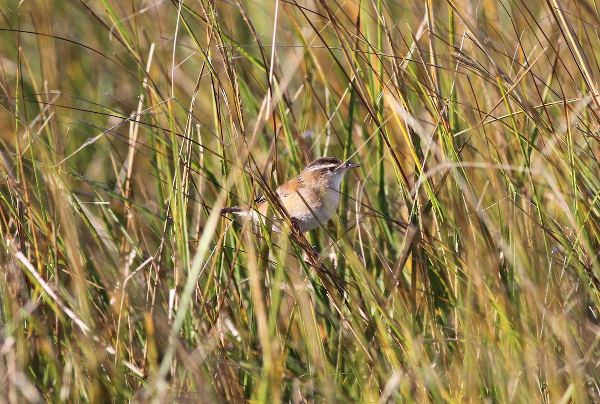 Marsh Wren - ML37844511