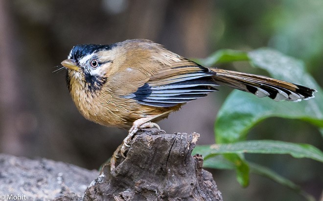 Moustached Laughingthrush (Western) - ML378445571