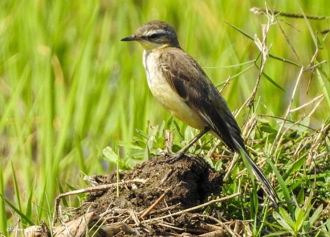 Western Yellow Wagtail - Naveena Mohan