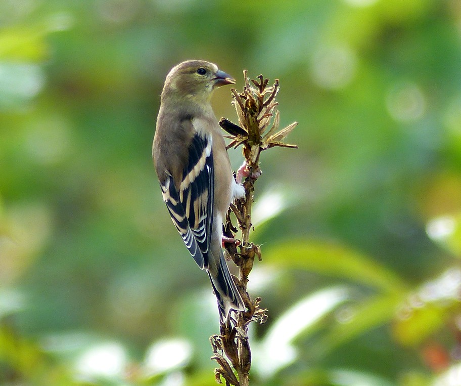 American Goldfinch - ML378445741