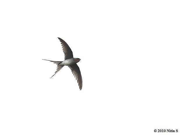 Crested Treeswift - Nitin Srinivasa Murthy