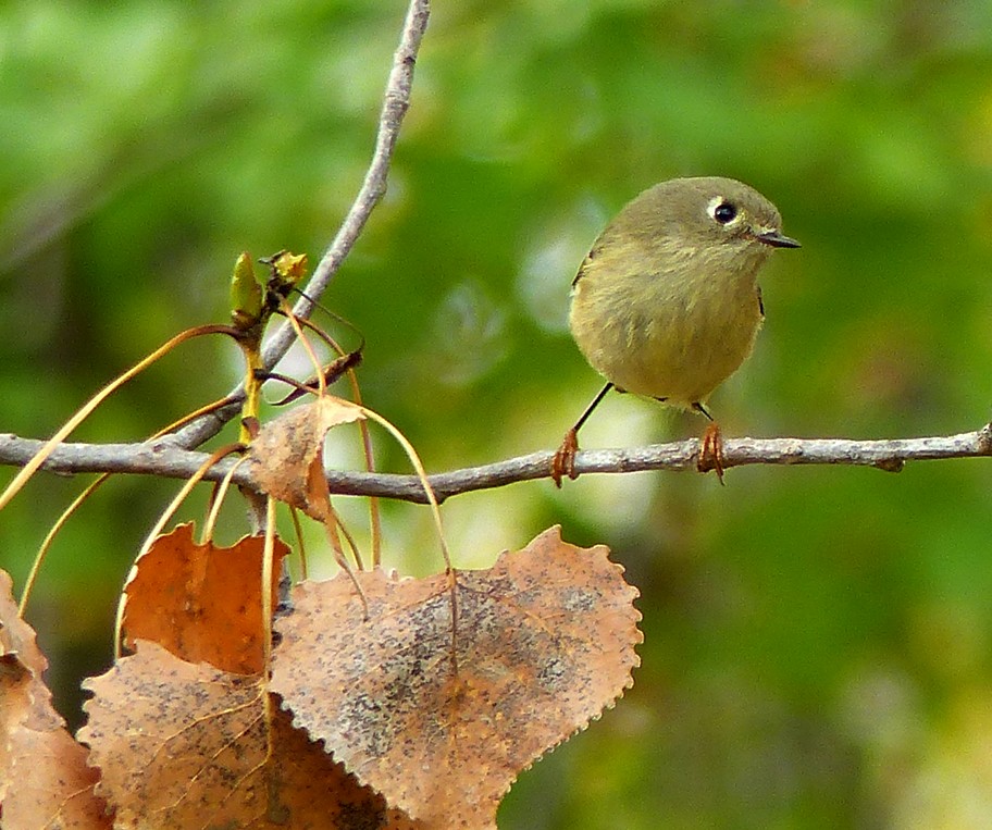 Ruby-crowned Kinglet - ML378448471