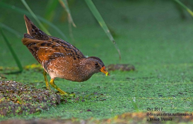 Spotted Crake - ML378449231