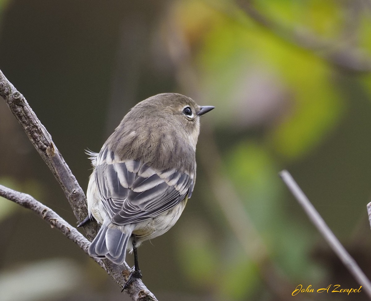 Yellow-rumped Warbler - ML378449721