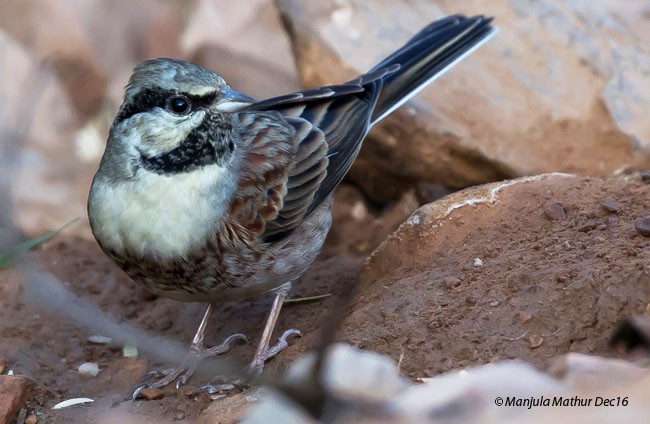 White-capped Bunting - Manjula Mathur