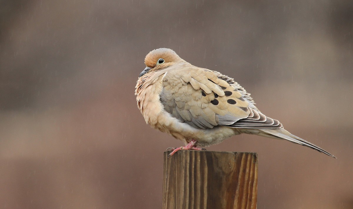 Mourning Dove - Ryan Schain