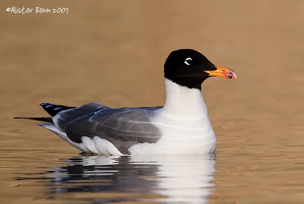 Pallas's Gull - ML378451801