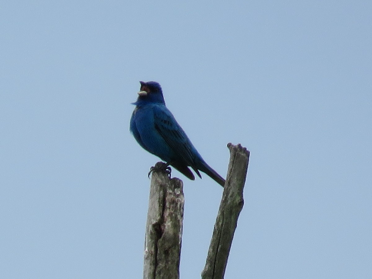 Indigo Bunting - ML37845371