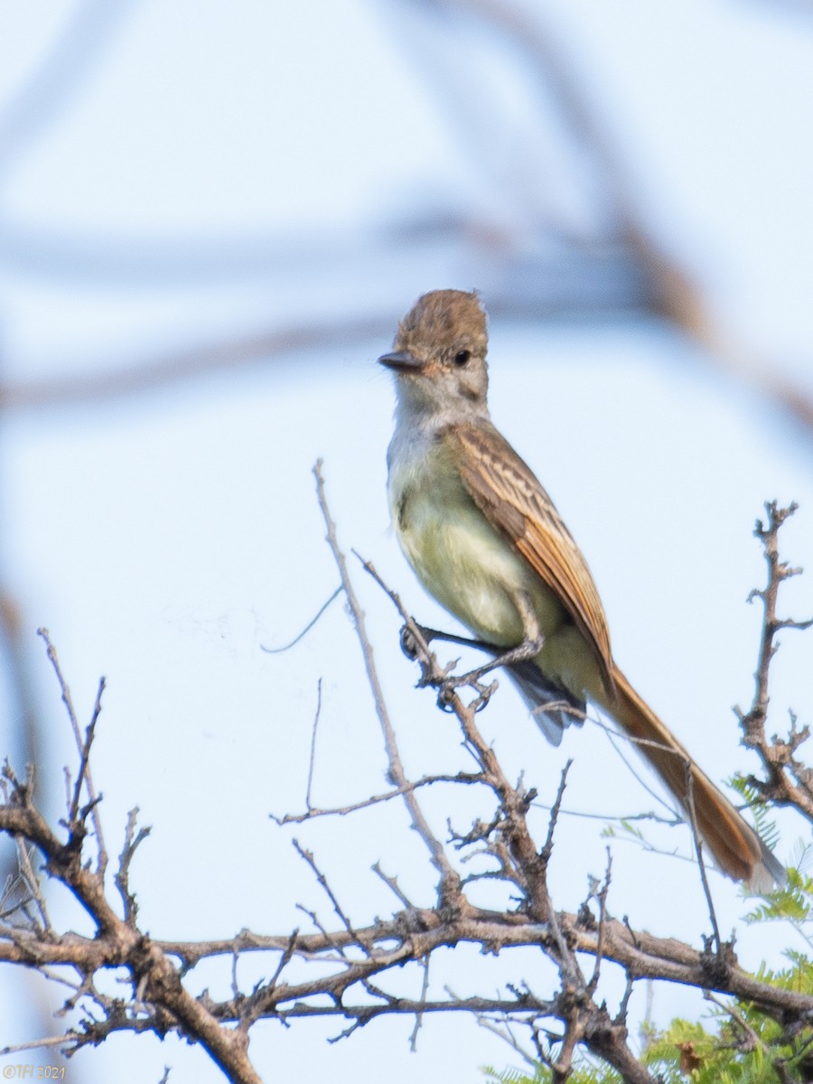 Nutting's Flycatcher - ML378454041