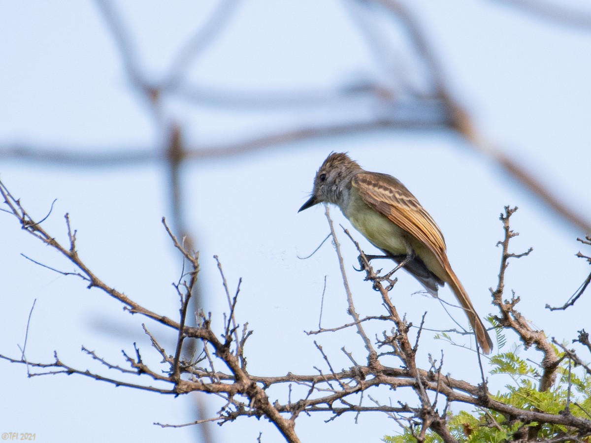 Nutting's Flycatcher - T I