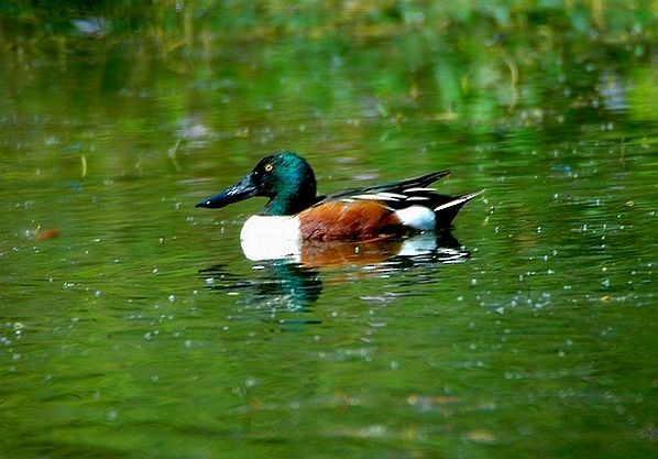 Northern Shoveler - ML378454411