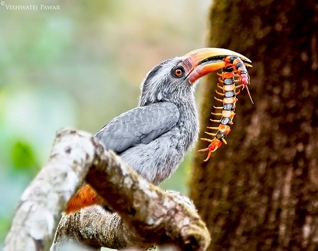 Malabar Gray Hornbill - ML378454691