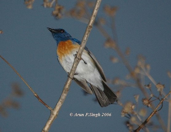 Blue-throated Flycatcher - ML378455131