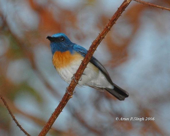 Blue-throated Flycatcher - ML378455201