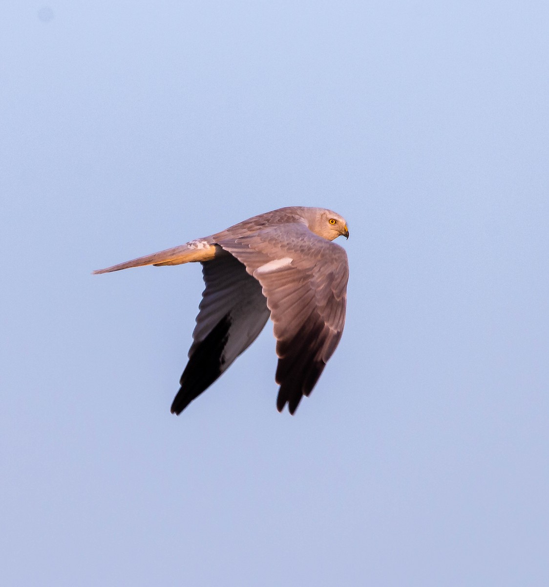 Pallid Harrier - Berkan Demir