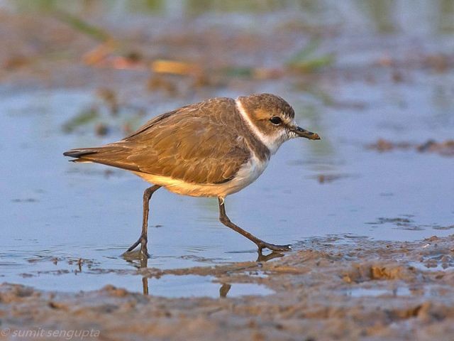 Kentish Plover - ML378456011