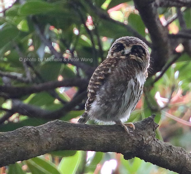 Collared Owlet - ML378456441