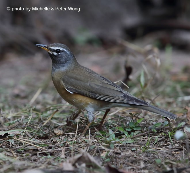 Eyebrowed Thrush - ML378457191