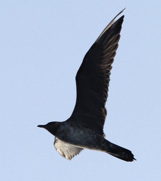 Long-tailed Jaeger - ML378457691