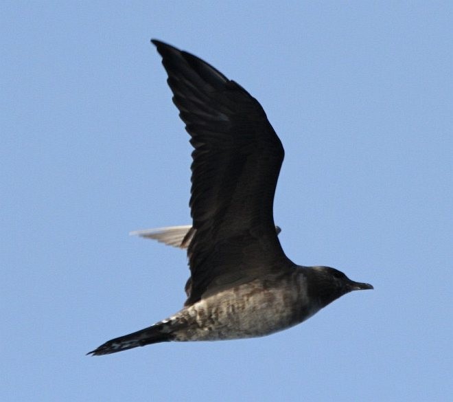 Long-tailed Jaeger - ML378457711