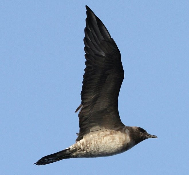 Long-tailed Jaeger - ML378457731