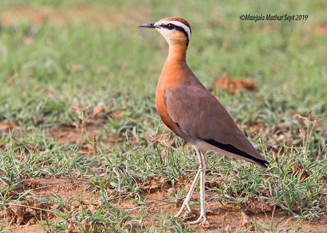 Indian Courser - ML378459901