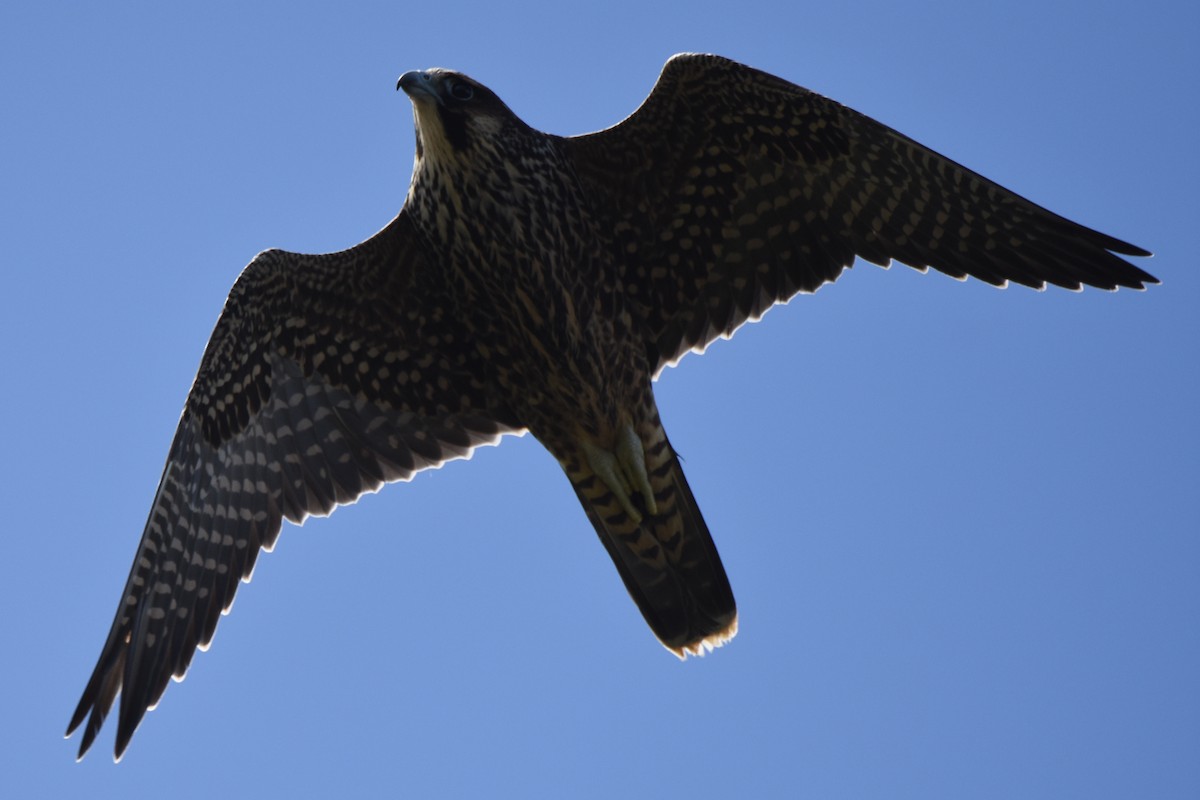 Peregrine Falcon - ML37846011