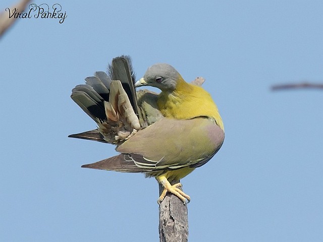 Yellow-footed Green-Pigeon - ML378460211