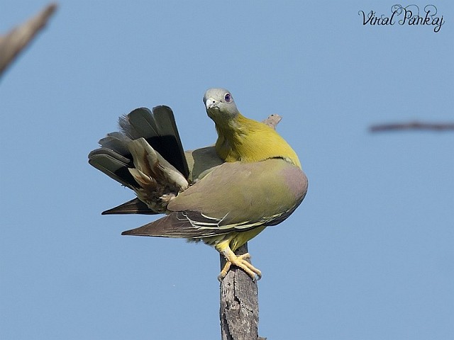 Yellow-footed Green-Pigeon - ML378460221