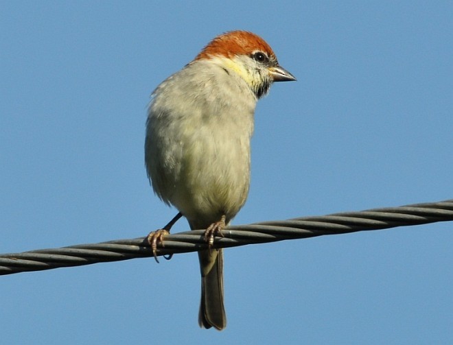 Russet Sparrow - Srimonti Dutta