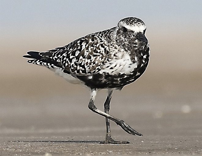 Black-bellied Plover - ML378460531