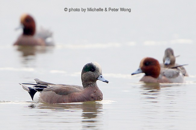 American Wigeon - Michelle & Peter Wong