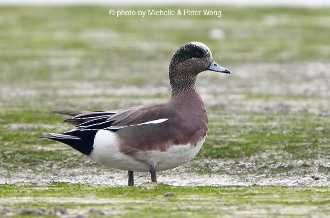 American Wigeon - Michelle & Peter Wong