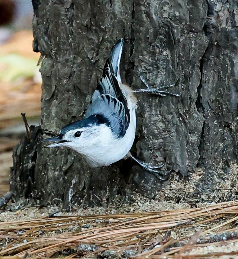 White-breasted Nuthatch - Tom Driscoll