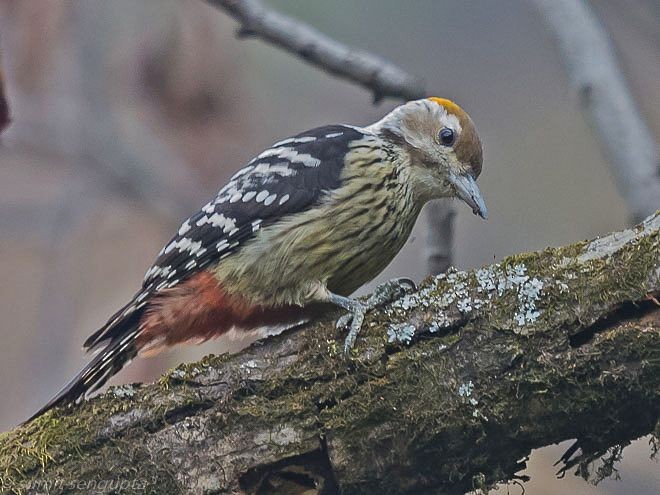 Brown-fronted Woodpecker - ML378462251