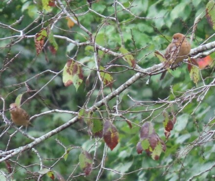 Blue Grosbeak - ML378462311