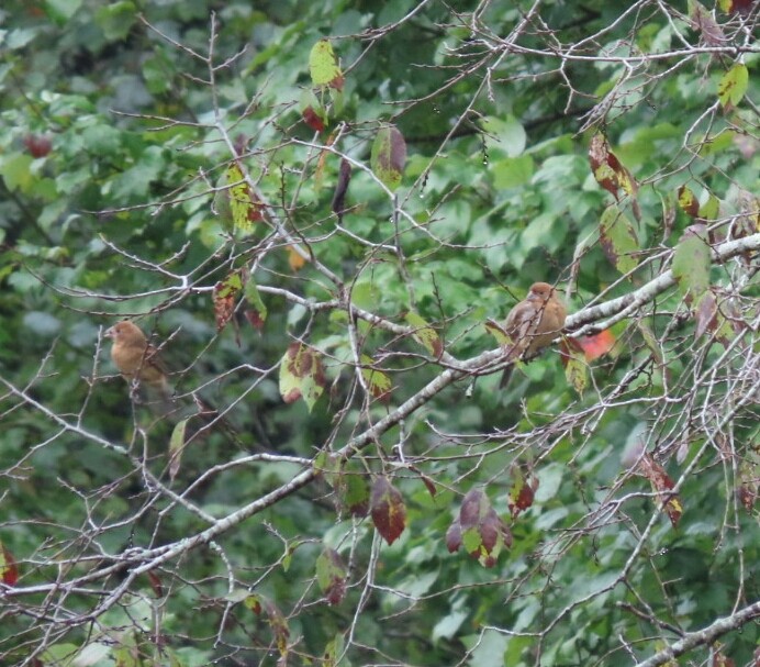 Blue Grosbeak - ML378462331