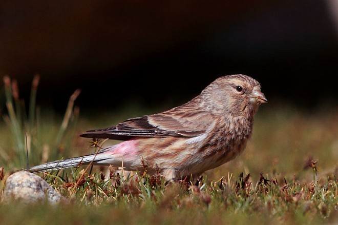 Twite - Gobind Sagar Bhardwaj