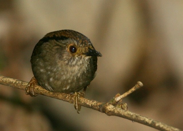 Dusky Fulvetta - ML378464341