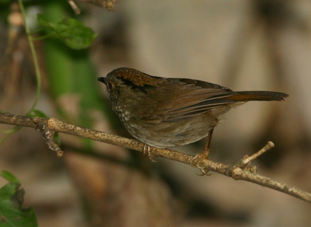 Dusky Fulvetta - ML378464391