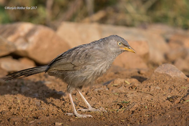 Jungle Babbler (Jungle) - ML378464501