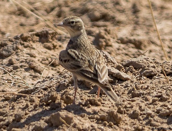 Greater Short-toed Lark - Malay Mandal