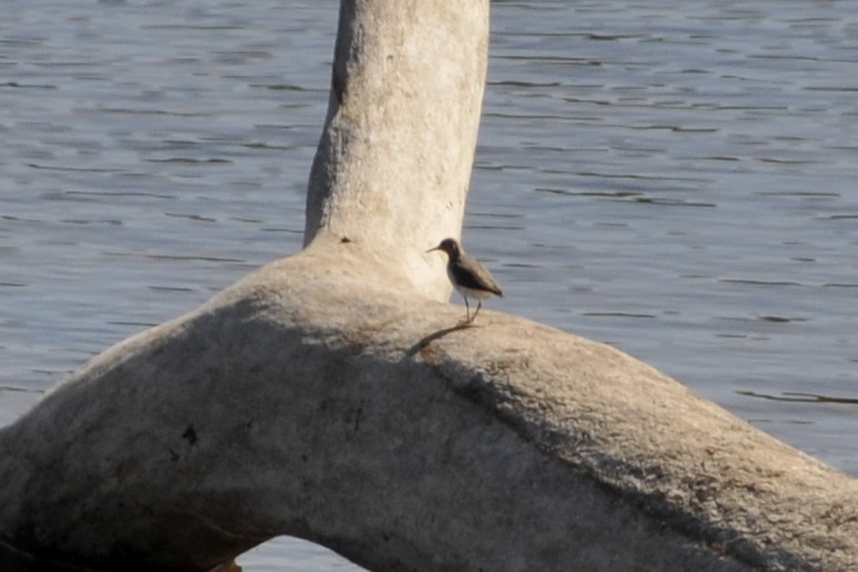 Solitary Sandpiper - ML37846591