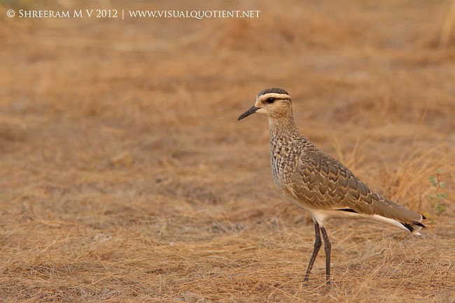 Sociable Lapwing - ML378465941