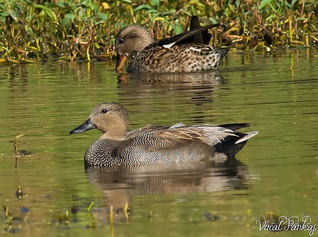 Gadwall - ML378466121