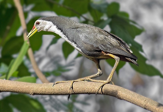 White-breasted Waterhen - ML378466601