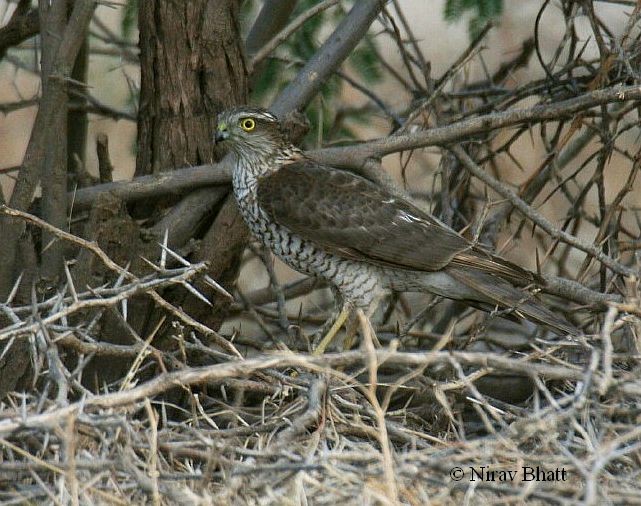 Eurasian Sparrowhawk - ML378467341