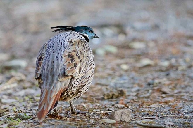 Koklass Pheasant - ML378467471