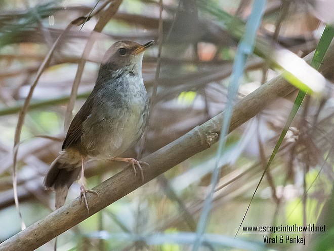 Chestnut-crowned Bush Warbler - ML378467651